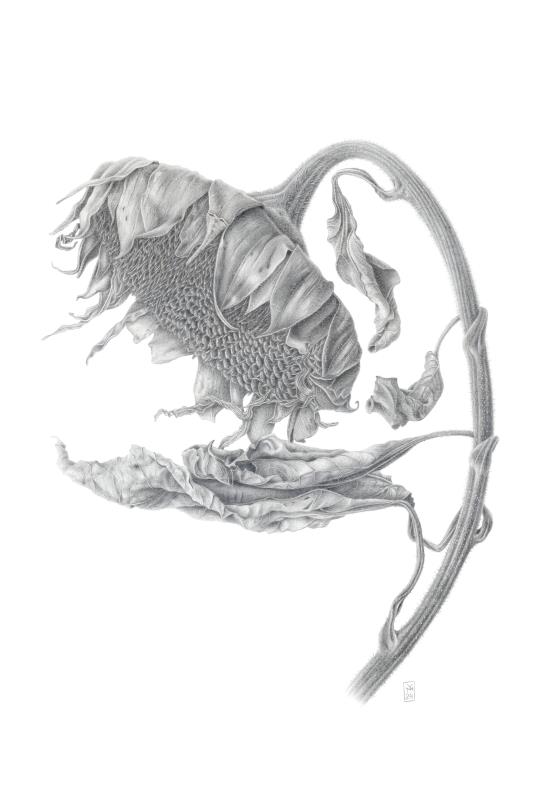 Sun-Dried